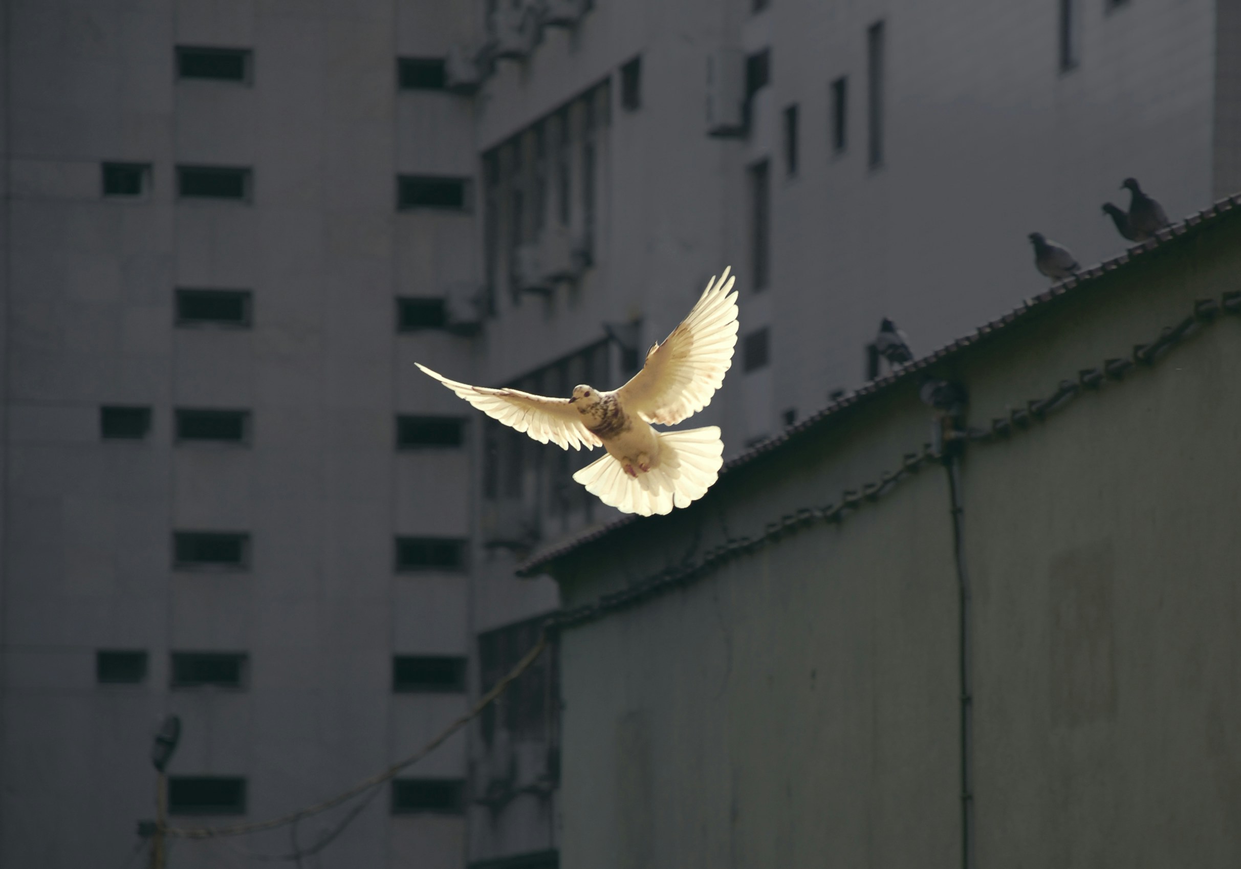 Election to Community untoMaximizing <em>Shalom</em> as the Heart of Vocation: Wolfhart Pannenberg and Stanley J. Grenz in Dialogue with John G. Stackhouse, Jr.