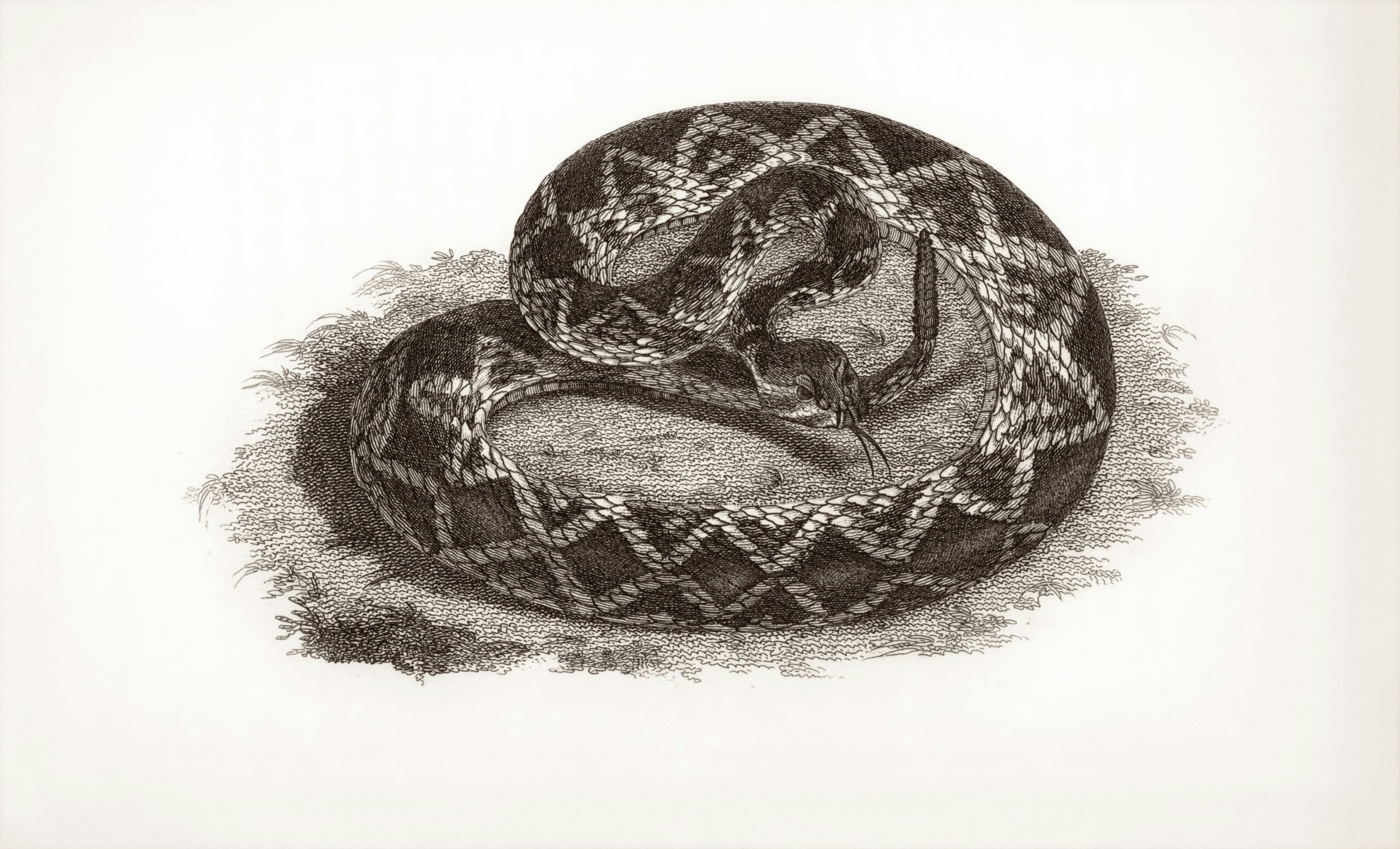 The Brazen Serpent: Healing Through Sacred Art