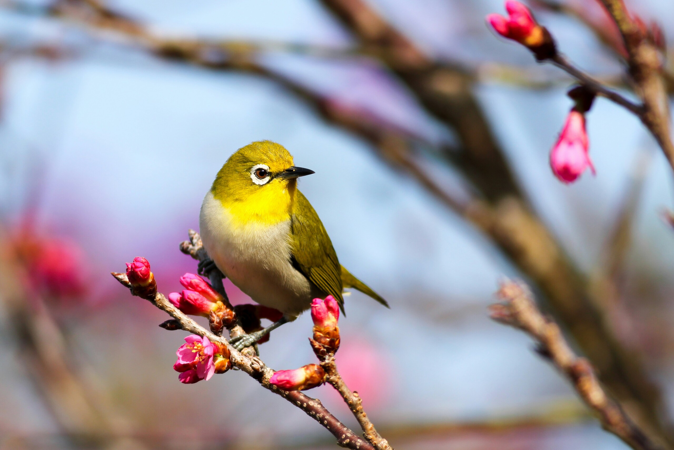 Beholding the Birds of the Air: A Reflection
